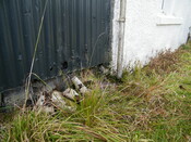 EHG3981_Heatherbell 1V.JPG