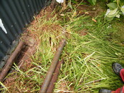 EHG3981_Heatherbell 1W.JPG