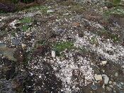 MHG50537_Bottom Midden.JPG