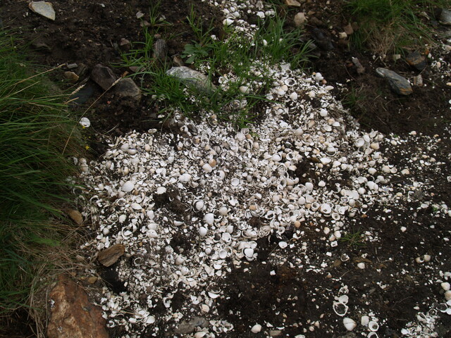 MHG50537_Top Midden 03.JPG