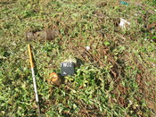 EHG4102_image_13.JPG