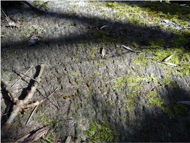 EHG4141_Bunroy Mill - Mill stone surface.jpg