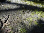 EHG4141_Bunroy Mill - Mill stone surface.jpg