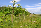 EHG4200_image_04.JPG