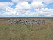 MHG20232_sheep stell innis nam mult.jpg