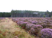 EHG4384_004.JPG