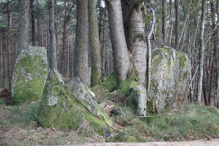 MHG36555_Tarradale Chambered Cairn 186.JPG