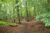 EHG4765_CAW15_Mound Woodland Walk_03.jpg