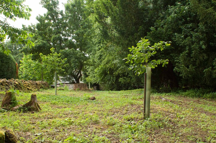 EHG4765_CAW15_Village Woodland Path_02.jpg
