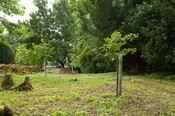 EHG4765_CAW15_Village Woodland Path_02.jpg