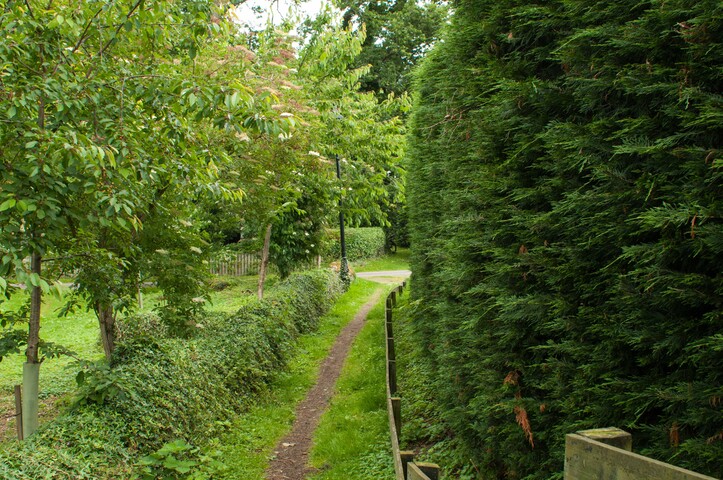 EHG4765_CAW15_Village Woodland Path_05.jpg
