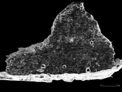 EHG4844_LaserScan_08.jpg