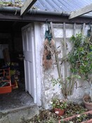 EHG4928_09_braeval_south wall outbuilding.jpg