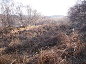 MHG8282_02.JPG