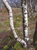 MHG8382_01.JPG