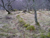 MHG49724_02.JPG