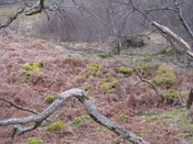 MHG8385_02.JPG