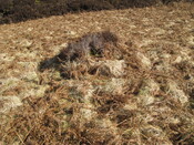 MHG49717_05.JPG