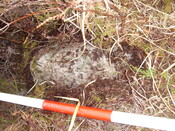 MHG57318_01.JPG