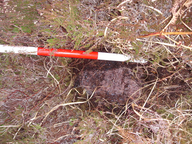 MHG57318_02.JPG