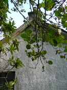 EHG5098_05.JPG