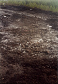 SBW02-shot31.jpg