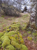 AMc129 IMG_3949from S looking along boundary wall.JPG