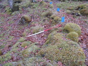 AMc129 IMG_3961 from S looking over C, intact wall section .JPG