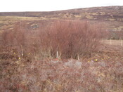 MHG6329_02.JPG