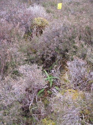 MHG59286_01.JPG