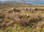 looking SW at sheiling IMG_2023.JPG