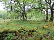 MHG60327_01.JPG