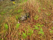 MHG60410_03.JPG