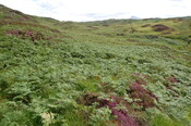 MHG60593_01.JPG