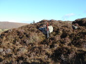 MHG7766_03.JPG