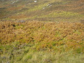 MHG60978_02.JPG