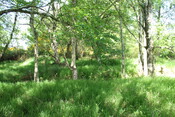 MHG61914_01.JPG