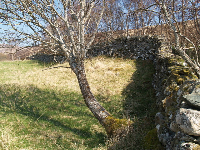 239437 927913 - S'ern section of Enc to NW of f'stead AJP_03.JPG