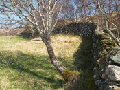 239437 927913 - S'ern section of Enc to NW of f'stead AJP_03.JPG