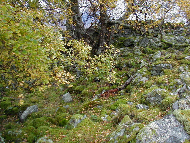 NC63NW0002HAW1.JPG